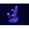 WYSIWYG RAH Acropora Rainbow Mango 5K1