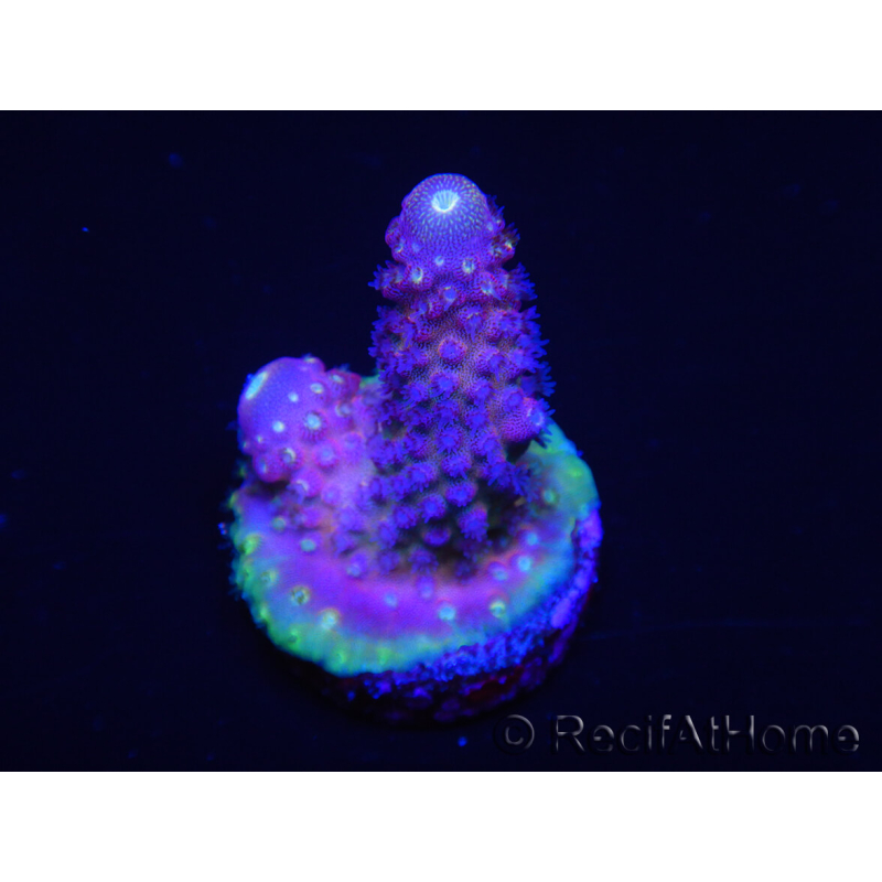 WYSIWYG RAH Acropora Rainbow Mango 5K2