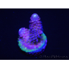 WYSIWYG RAH Acropora Rainbow Mango 5K2