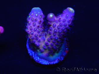 WYSIWYG RAH Acropora Rainbow Mango 5K3