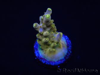 WYSIWYG RAH Acropora Gold Finger 5M1