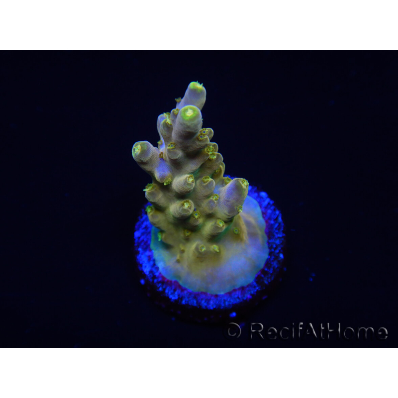 WYSIWYG RAH Acropora Gold Finger 5M1