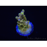 WYSIWYG RAH Acropora Gold Finger 5M1