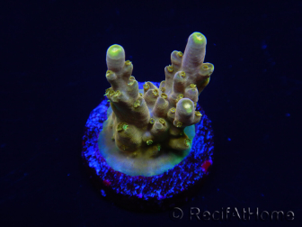 WYSIWYG RAH Acropora Dedo de Oro 5M3