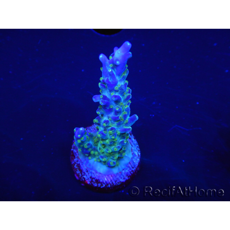 WYSIWYG RAH Acropora Blue Lagoon 5E2