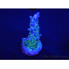 WYSIWYG RAH Acropora Blue Lagoon 5E2