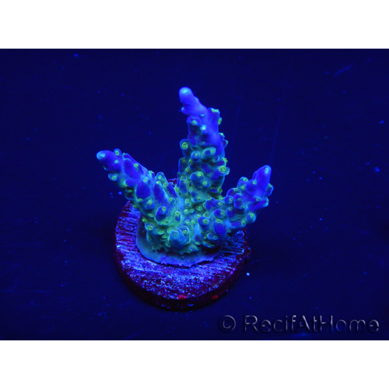 WYSIWYG RAH Acropora Blue Lagoon 5E3