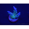 WYSIWYG RAH Acropora Blue Lagoon 5E3