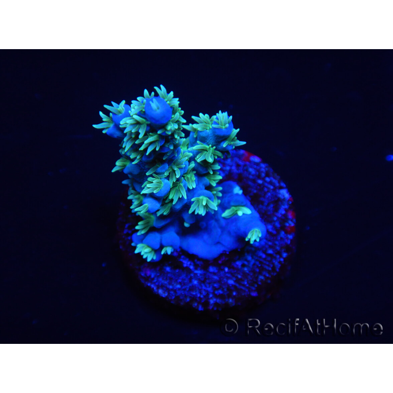 WYSIWYG RAH Acropora horrida Schneeflocke 5R1