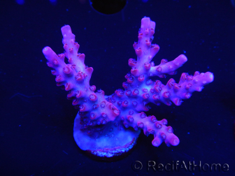 WYSIWYG RAH Acropora Ghost Town 5O1