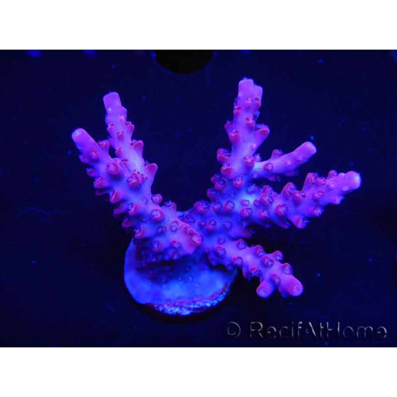 WYSIWYG Acropora 5O1