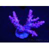 WYSIWYG Acropora 5O1