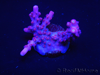 WYSIWYG RAH Acropora Ghost Town 5O2