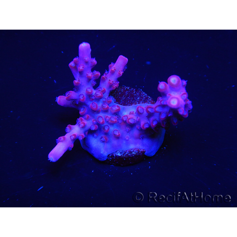 WYSIWYG Acropora sp Ultra 5O2