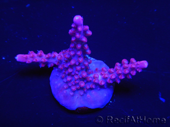 WYSIWYG Acropora sp Ultra 5O3