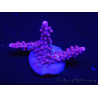 WYSIWYG Acropora sp Ultra 5O3