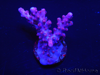 WYSIWYG Acropora millepora Pink 5O4