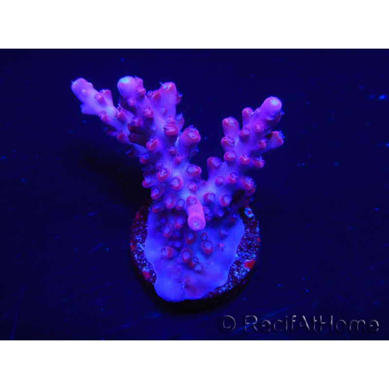 WYSIWYG Acropora millepora Pink 5O4