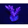 WYSIWYG Acropora millepora Pink 5O4