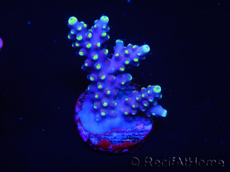 WYSIWYG RAH Acropora latistella Paleta 5H1