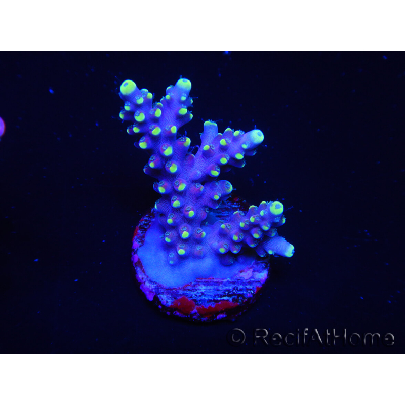 WYSIWYG RAH Acropora latistella Paleta 5H1