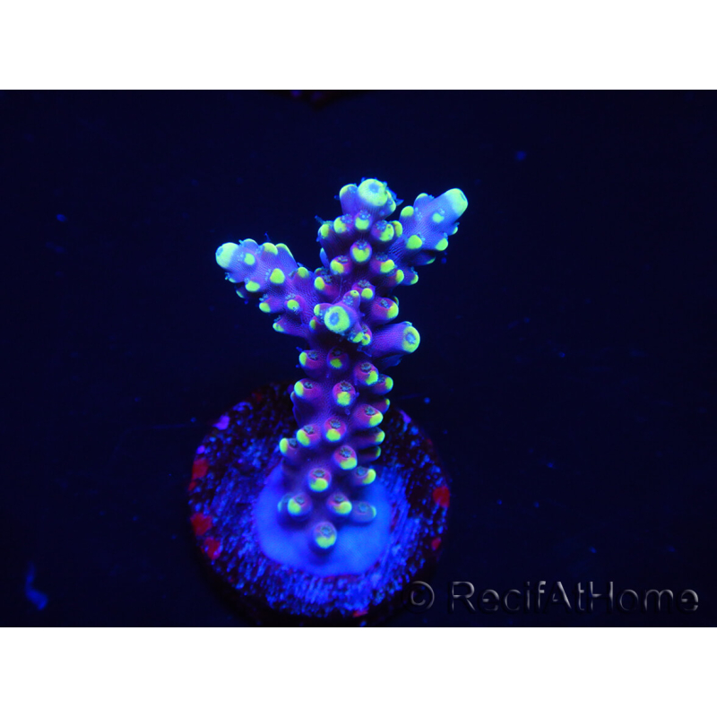 WYSIWYG RAH Acropora latistella Popsicle 5H3