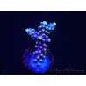 WYSIWYG RAH Acropora latistella Popsicle 5H3