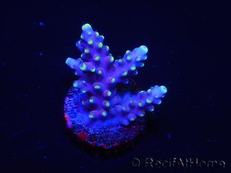 WYSIWYG RAH Acropora latistella Popsicle 5H4