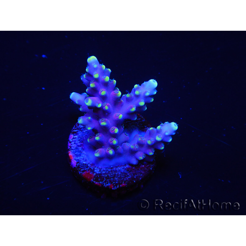 WYSIWYG RAH Acropora latistella Popsicle 5H4