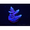 WYSIWYG RAH Acropora latistella Popsicle 5H4