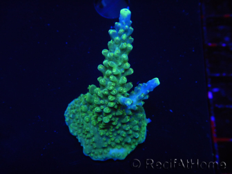 WYSIWYG RAH Acropora Joker 5N1