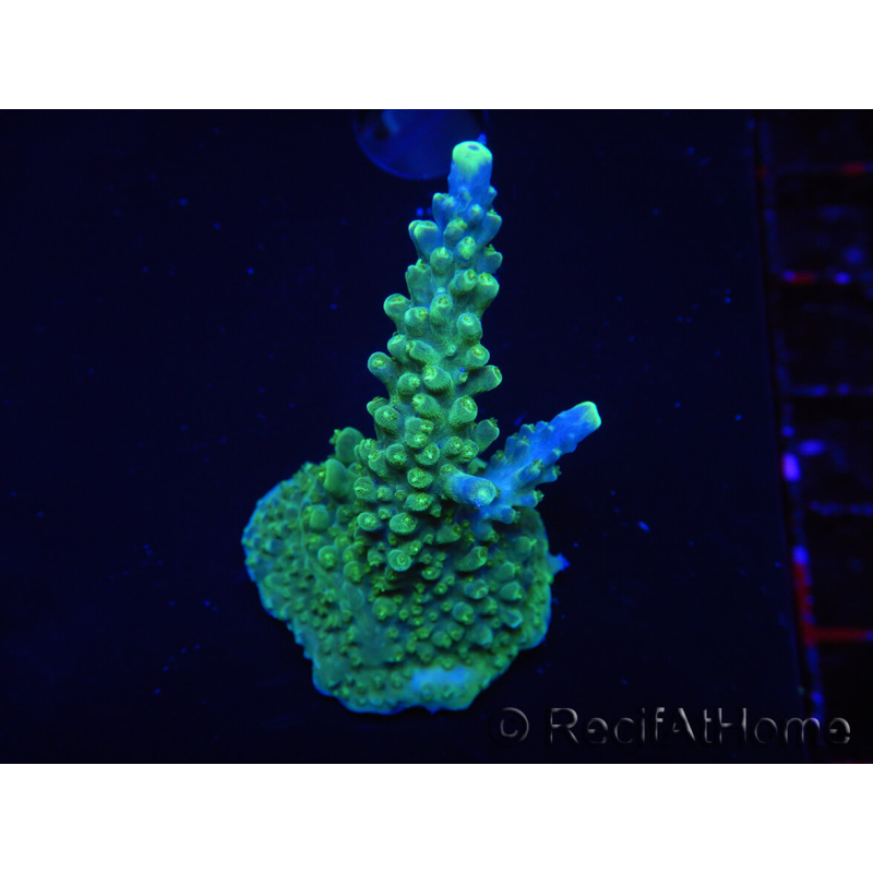 WYSIWYG RAH Acropora Joker 5N1