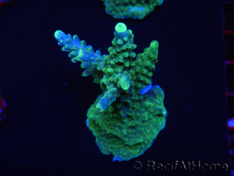 WYSIWYG RAH Acropora Joker 5N2