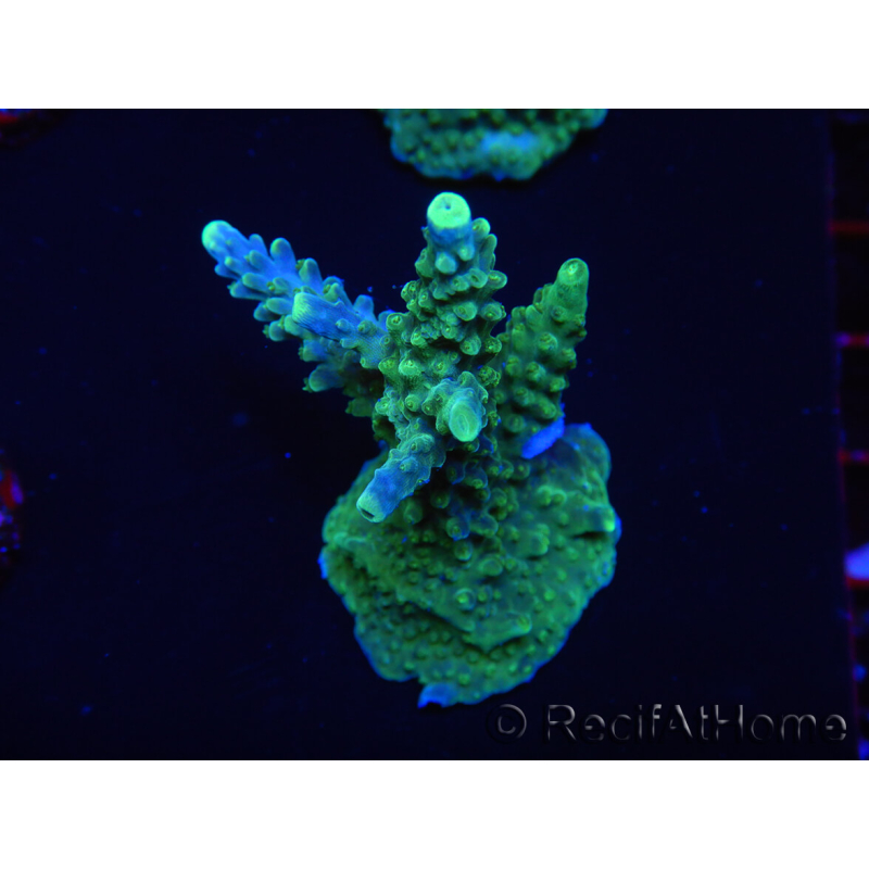 WYSIWYG RAH Acropora Joker 5N2