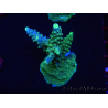 WYSIWYG RAH Acropora Joker 5N2