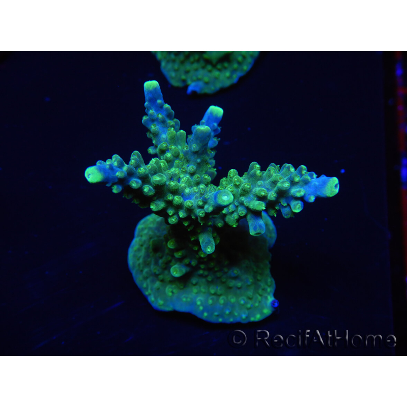 WYSIWYG RAH Acropora Joker 5N4