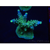 WYSIWYG RAH Acropora Joker 5N4