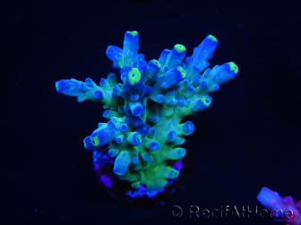 WYSIWYG LR Acropora austera Yellow Tips 5Q1