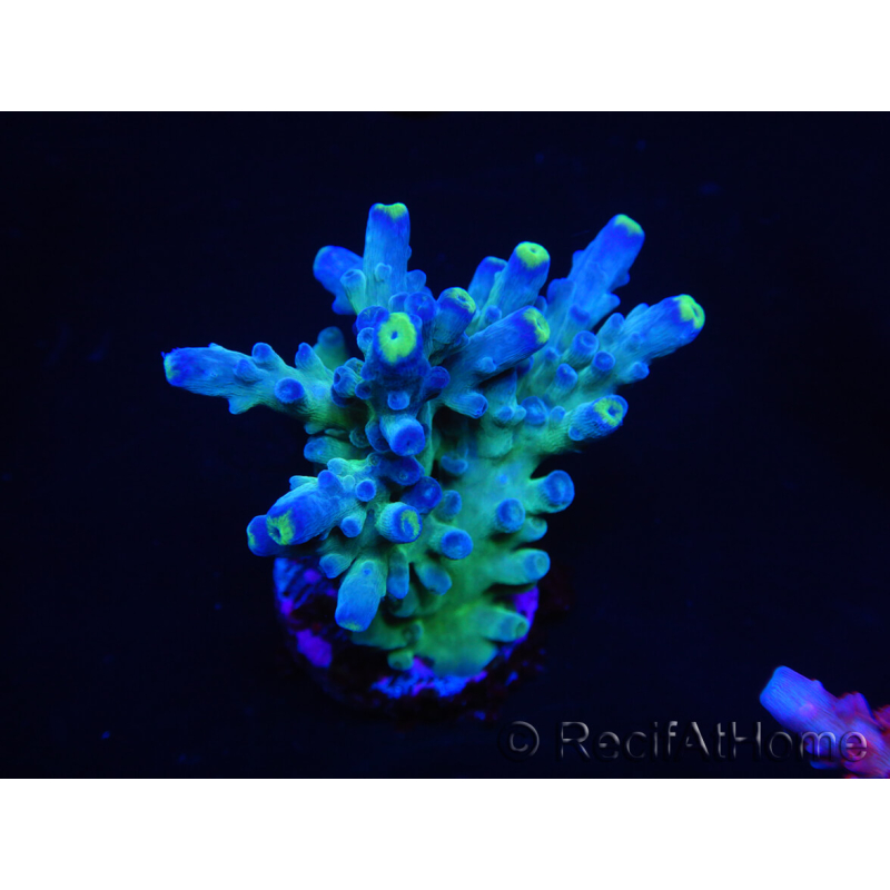 WYSIWYG RAH Acropora Rose Gold 5O2