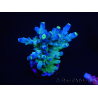 WYSIWYG RAH Acropora Rose Gold 5O2