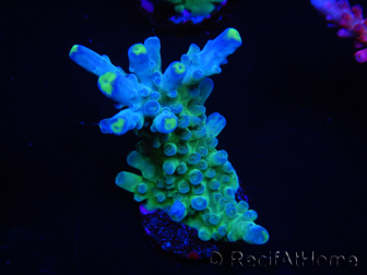 WYSIWYG LR Acropora austera Yellow Tips 5Q2