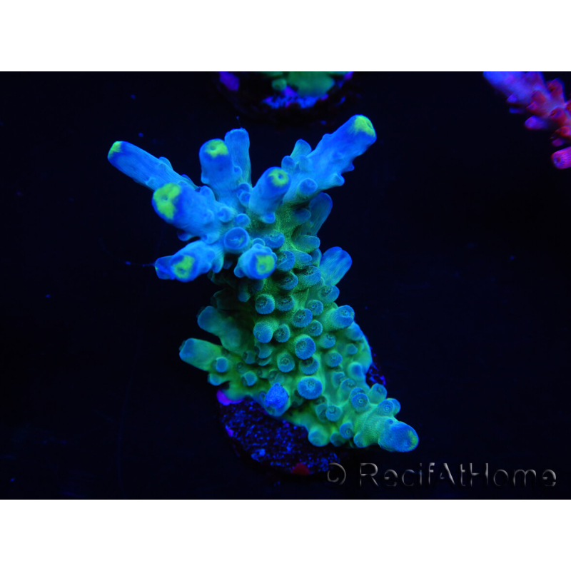 WYSIWYG RAH Acropora Rose Gold 5O3