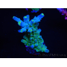 WYSIWYG RAH Acropora Rose Gold 5O3