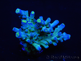 WYSIWYG LR Acropora austera Yellow Tips 5Q3