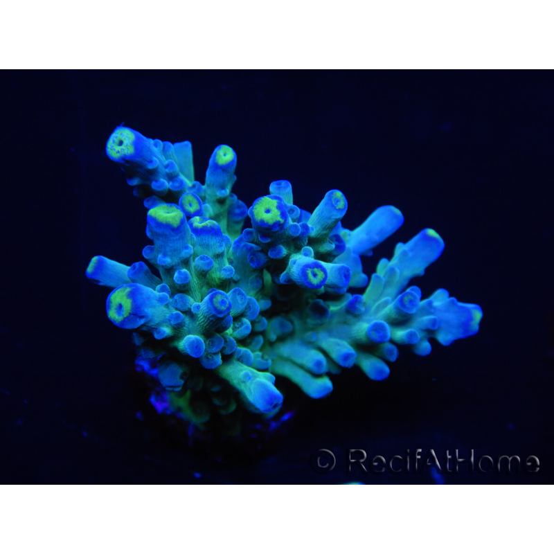 WYSIWYG RAH Acropora Rose Gold 5Q1