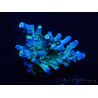 WYSIWYG RAH Acropora Rose Gold 5Q1