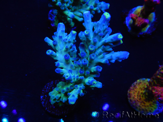 WYSIWYG LR Acropora austera Yellow Tips 5Q4