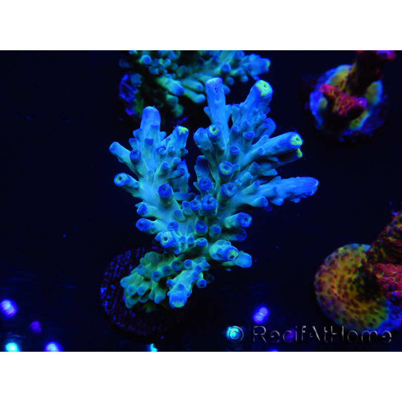 WYSIWYG RAH Acropora Rose Gold 5Q4