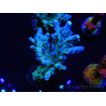 WYSIWYG RAH Acropora Rose Gold 5Q4