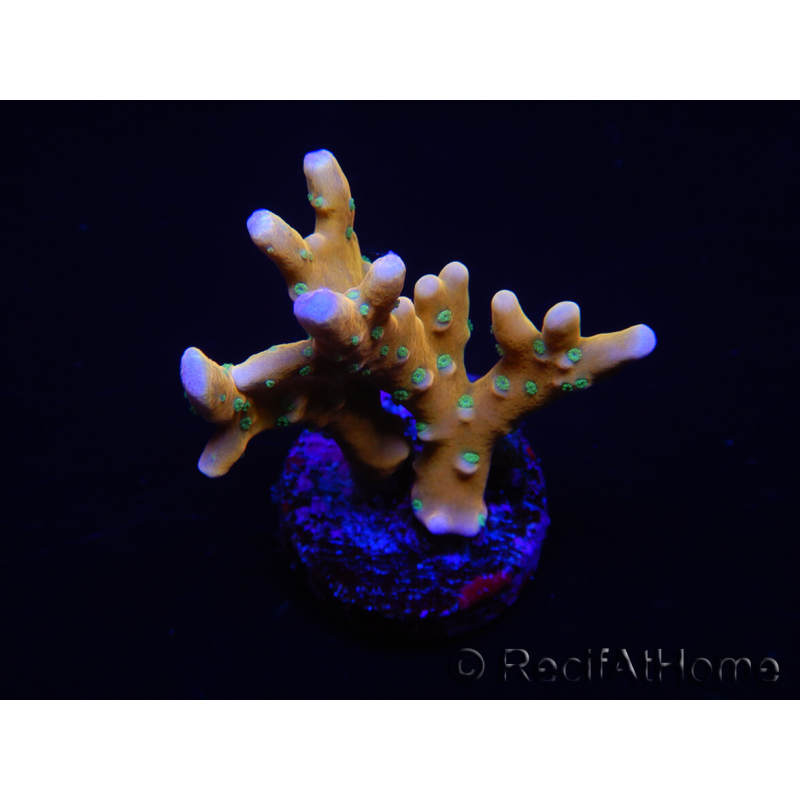 WYSIWYG - MH Tropicana Anacropora 18E1